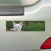 Sticker Arrière - plan de chat Savannah blanche (En voiture)