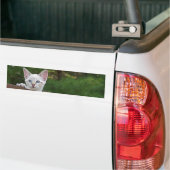 Sticker Arrière - plan de chat Savannah blanche (Sur camion)
