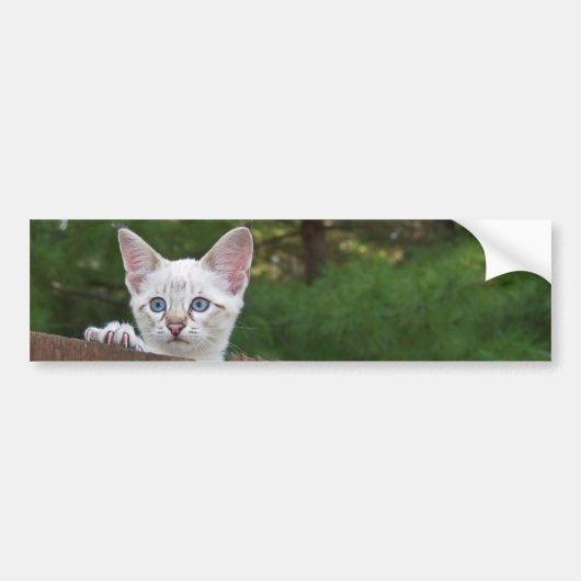 Sticker Arrière - plan de chat Savannah blanche (Devant)