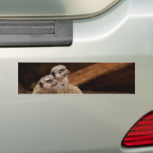 Sticker Arrière - plan Meerkat (En voiture)