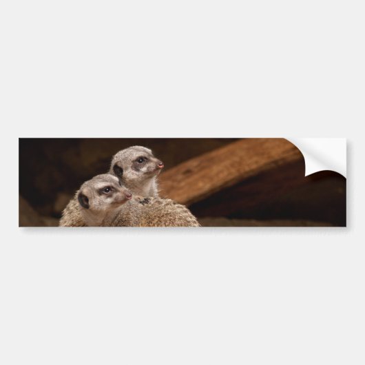 Sticker Arrière - plan Meerkat (Devant)
