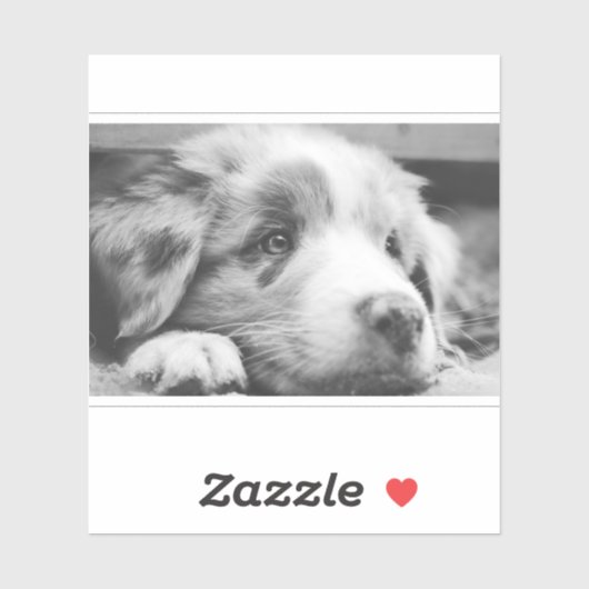 Sticker australian shepherd puppy bw (Feuille)