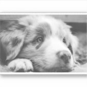 Sticker australian shepherd puppy bw (Devant)