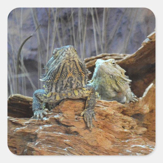 Sticker avec deux lézards curieux (Devant)