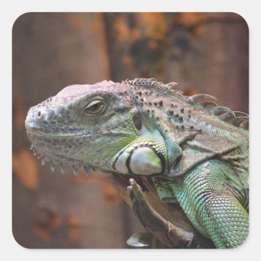 Sticker avec lézard Iguana coloré (Devant)