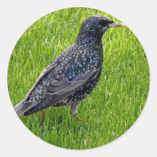 Sticker avec petit oiseau dans l'herbe (Devant)