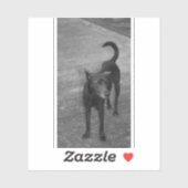 Sticker B&W - Aspin (Feuille)