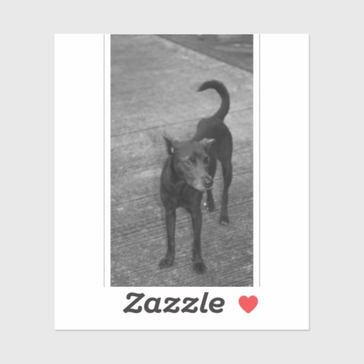 Sticker B&W - Aspin (Feuille)