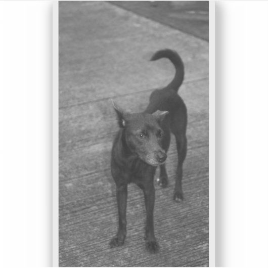 Sticker B&W - Aspin (Devant)