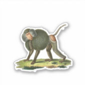 Sticker Baboon (Devant)