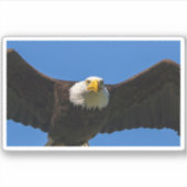 Sticker Bald Eagle Flyby Up Close (Devant)