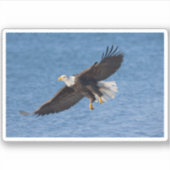 Sticker Bald eagle in flight (Devant)