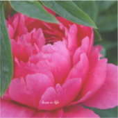 Sticker Bashful Pink Peony (Recto)