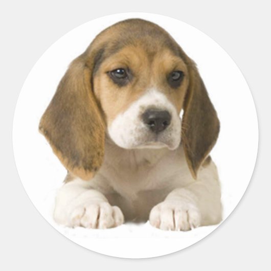 Sticker beagle (Devant)