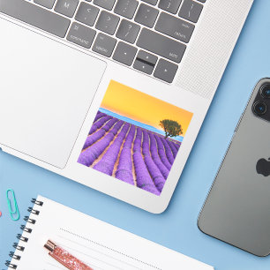 Sticker Beau champ de lavande en Provence