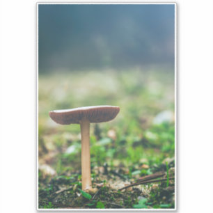 Sticker Beau champignon sauvage dans un champ d'automne
