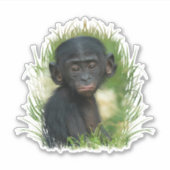 Sticker Bébé Bonobo Ape (Devant)