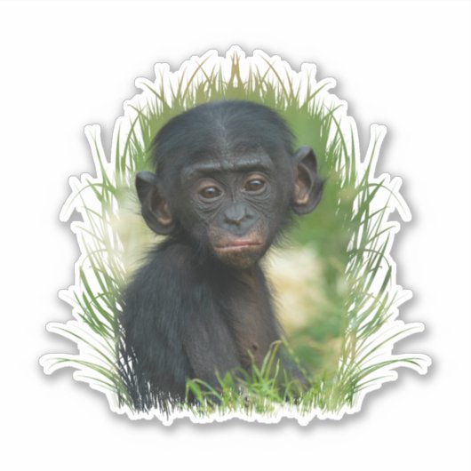 Sticker Bébé Bonobo Ape (Devant)
