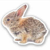 Sticker Bébé Cottontail Rabbit (Devant)