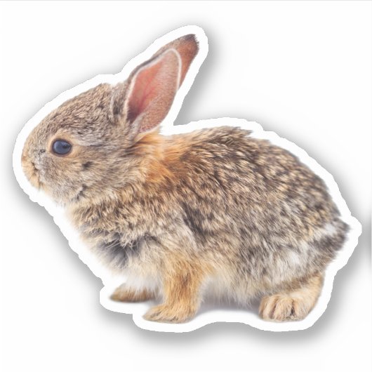 Sticker Bébé Cottontail Rabbit (Devant)