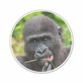 Sticker Bébé Gorilla Cuteness (Devant)