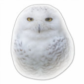 Sticker Belle, Dreamy et Serene Snowy Owl (Devant)