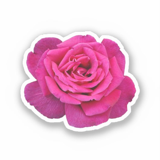 Sticker Belle rose rose (Recto)
