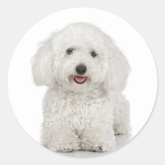 Sticker Bichon Frise (Devant)