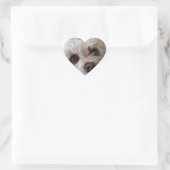 Sticker Bichon Poodle Maltese PeekaBoo (Sac)