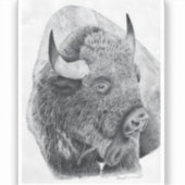 Sticker Bison d'Amérique (Recto)