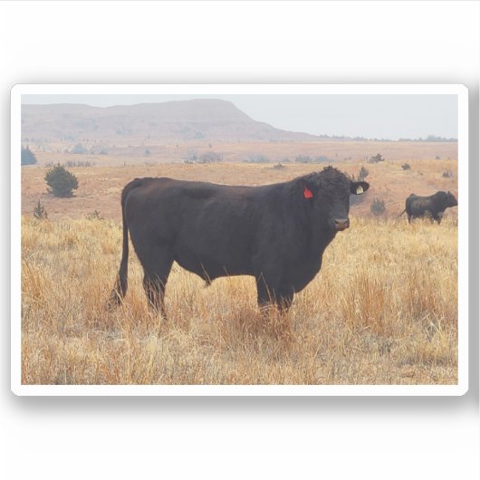 Sticker Black Angus Steer Grazing (Devant)