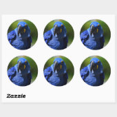 Sticker bleu Hyacinth Macaw Classic Round (Feuille)