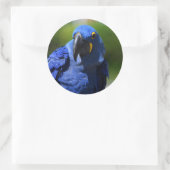 Sticker bleu Hyacinth Macaw Classic Round (Sac)