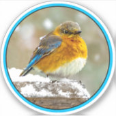 Sticker Bleuet de l'Est en neige - Photo originale (Devant)