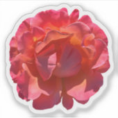 Sticker Blossom Rose de la pêche rouge (Devant)