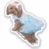 Sticker Blue Princess Chiffon : Cute Maltipoo Puppy (Recto)