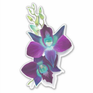 Sticker Bom Bom Dendrobium Orchidée Fleur de baiser