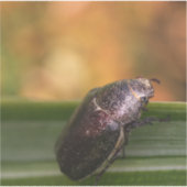 Sticker Bonjour tout le monde ! (Recto)