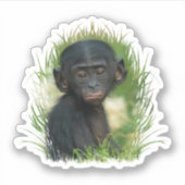 Sticker Bonobo Baby dans l'herbe (Devant)