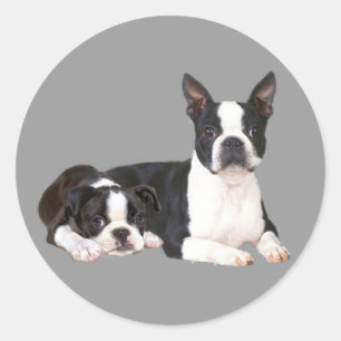 Sticker Boston Terrier Buddies