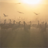 Sticker Bouée d'oiseaux de grues au lac Agamon HaHula, Isr (Devant)