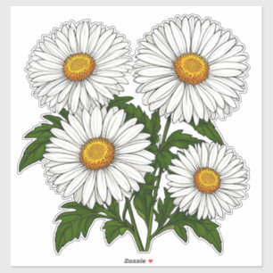 Sticker Bouquet de pâquerettes blanches