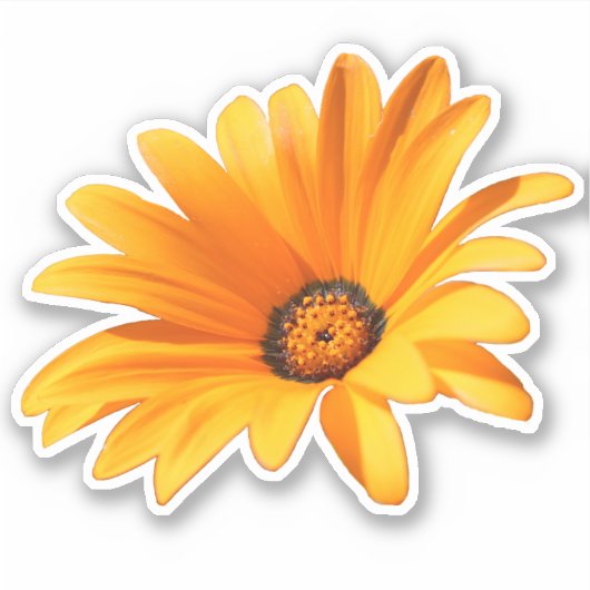 Sticker Bright Orange Cape Daisy (Devant)