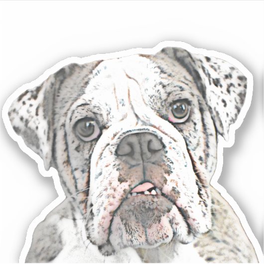 Sticker Bulldog anglais (Devant)