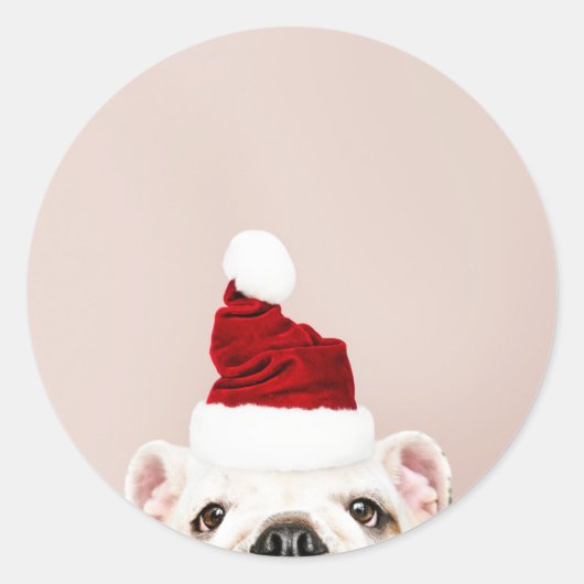 STICKER BULLDOG DE NOËL (Devant)