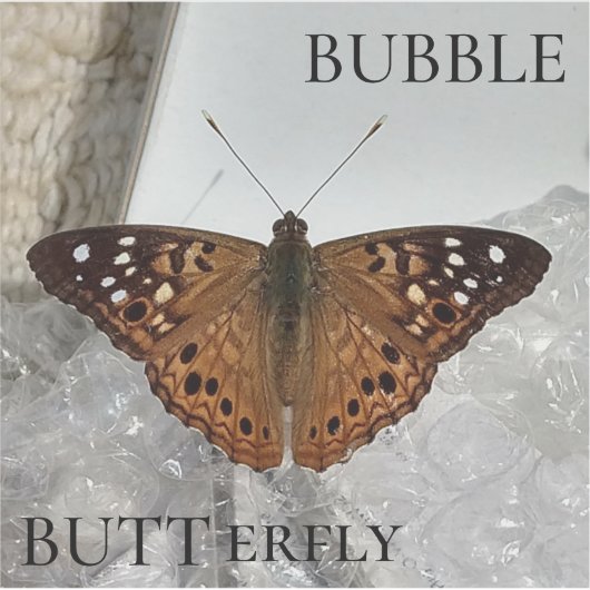 Sticker Bulle BUTTerfly (Devant)