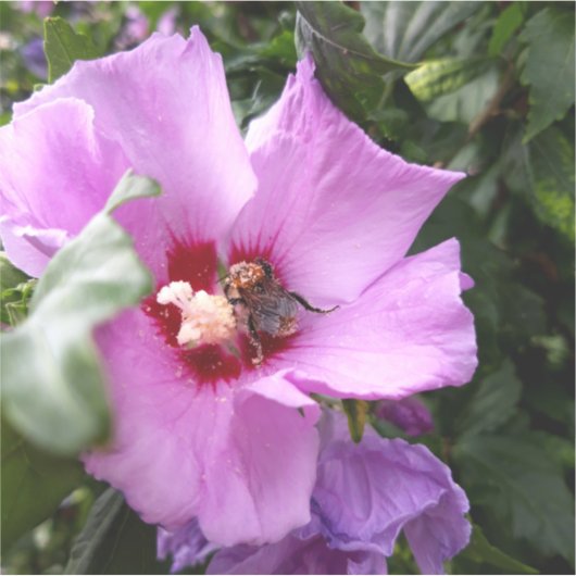 Sticker Bumblebebe sur la fleur d'Hibiscus (Devant)