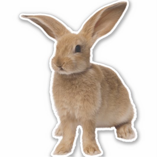 Sticker Bunny Brown (Devant)
