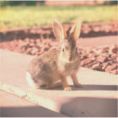 Sticker bunny rabbit photo Easter spring (Devant)