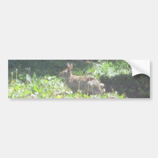 Sticker Bunny Wild (Devant)